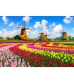 Puzzle da 1000 Pezzi - Dutch Windmills, Netherlands