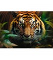 Puzzle da 1000 Pezzi - Wild Tiger