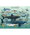 Puzzle da 1000 Pezzi - Sharks