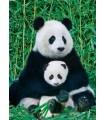 Puzzle da 1000 Pezzi - Panda & Baby