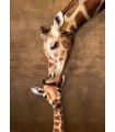 Puzzle da 1000 Pezzi - Giraffe Mother's Kiss