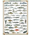 Puzzle da 1000 Pezzi - Freshwater Fish