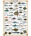 Puzzle da 1000 Pezzi - Sea Fish