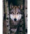 Puzzle da 1000 Pezzi - Gray Wolf
