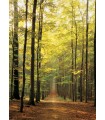 Puzzle da 1000 Pezzi - Forest Path