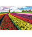 Puzzle da 1000 Pezzi - Tulip Fields Netherlands