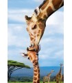 Puzzle da 250 Pezzi - Giraffes