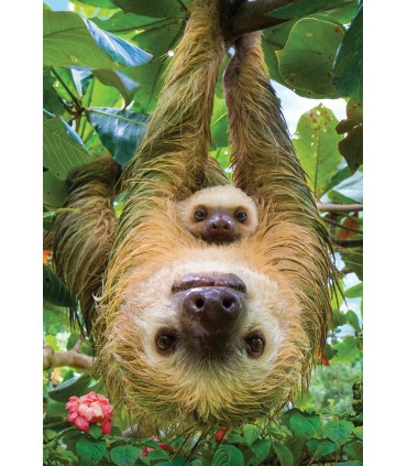 Puzzle da 250 Pezzi - Sloths