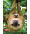 Puzzle da 250 Pezzi - Sloths