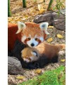Puzzle da 250 Pezzi - Red Pandas