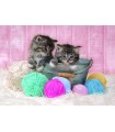 Puzzle da 104 Pezzi Supercolor Sweet Kittens