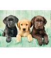 Puzzle da 1000 Pezzi - I Tre Labrador