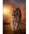 Puzzle da 1500 Pezzi - Tiger 