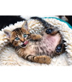 Puzzle da 1000 Pezzi - Cheerful kitten