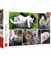 Puzzle da 1500 Pezzi - Just Cat Things
