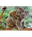 Puzzle da 500 Pezzi Lenticolare - Koala con Cucciolo