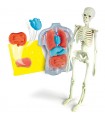 Scienza & Gioco - Anatomia Scheletro e Organi
