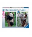 2 Puzzle da 500 Pezzi Panda e koala