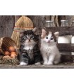 Puzzle da 1000 Pezzi - Lovely Kittens