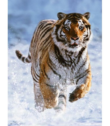 Puzzle da 500 Pezzi Tigre sulla Neve