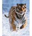 Puzzle da 500 Pezzi Tigre sulla Neve