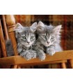 Puzzle da 500 Pezzi - Kittens