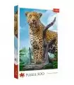 Puzzle da 500 Pezzi - Wild leopard