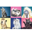 Puzzle da 500 Pezzi - Kittens