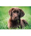 Puzzle da 500 Pezzi - High Quality Collection: Chocolate Puppy