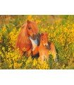 Puzzle da 100 Pezzi XXL - Pony Shetland