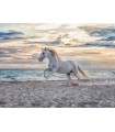 Puzzle da 500 Pezzi Cavallo in Spiaggia