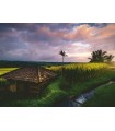 Puzzle da 500 Pezzi - Risaie a Bali