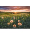 Puzzle da 500 Pezzi - Denti di Leone al Tramonto