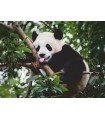 Puzzle da 500 Pezzi - Il Panda