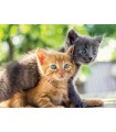 4 Puzzle da 100 Pezzi - Piccoli Gatti