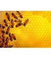 Puzzle da 1000 Pezzi L Alveare Challenge