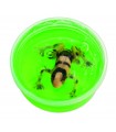 Crystal slime extraordinary frogs astuccio 3 pz