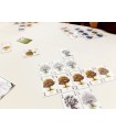 Arboretum - Gioco di Carte Strategico per 2-4 Giocatori, Creato da Dan Cassar, Durata 30 Minuti, Edizione in Inglese