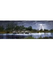 Puzzle 2000 pz Panorama - Herd of Elephants, AvH