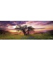 Puzzle 2000 pz Panorama - Oak Tree, AvH