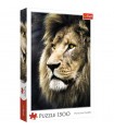 Puzzle da 1500 Pezzi - Lions Portrait