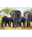 Puzzle da 1000 Pezzi - African Elephants