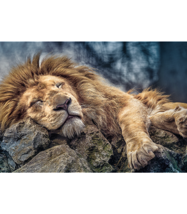 Puzzle da 1000 Pezzi - Sleeping lion