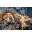 Puzzle da 1000 Pezzi - Sleeping lion