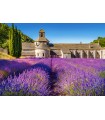 Puzzle da 1000 Pezzi - Campo di Lavanda in Provenza, Francia