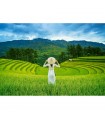 Puzzle da 1000 Pezzi - Campi di Riso in Vietnam