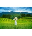 Puzzle da 1000 Pezzi - Campi di Riso in Vietnam