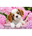 Puzzle da 500 Pezzi - Cucciolo tra Fiori Rosa