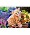 Puzzle da 500 Pezzi Gattino Rosso