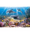 Puzzle da 500 Pezzi Delfini sott Acqua